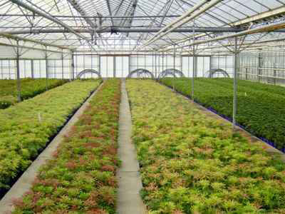 2l-pieris-stock