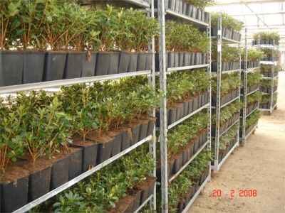 Azaleas ready for dispatch