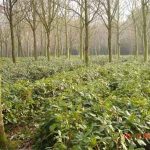 Rhododendron stock plants