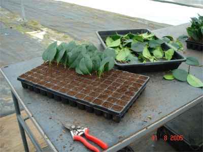 Tray of camellia cuttings