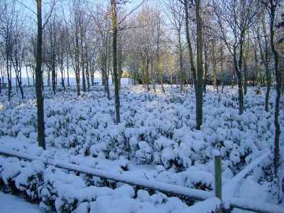 Winter Wood
