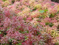 Pieris Stock